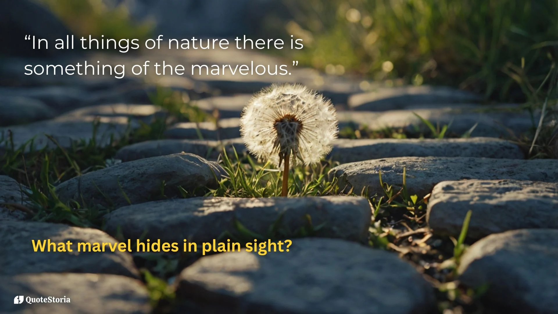 "Aristotle featured image quote: In all things of nature there is something marvelous."